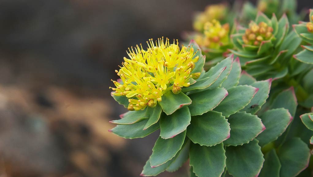 Cay-Rhodiola-rosea