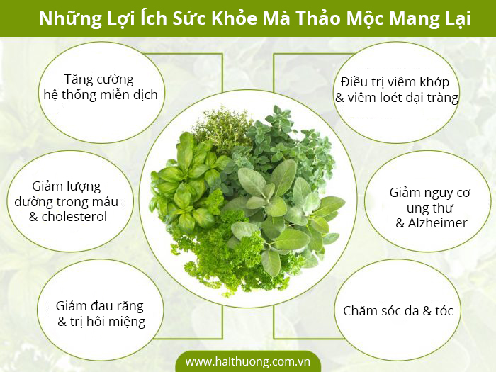 https://haithuong.com.vn/upload/images/Cach-tri-benh-kinh-nien/Nhung-loi-ich-suc-khoe-ma-thao-moc-mang-lai.jpg?utm_source=chatgpt.com