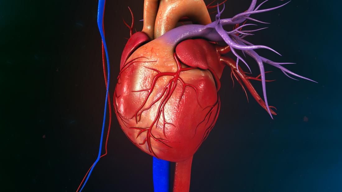 diagram-graphic-of-the-human-heart