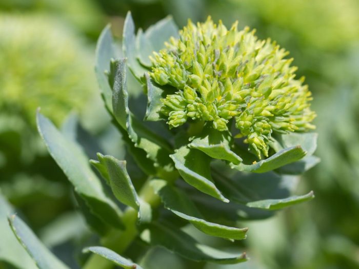 rhodiola-rosea