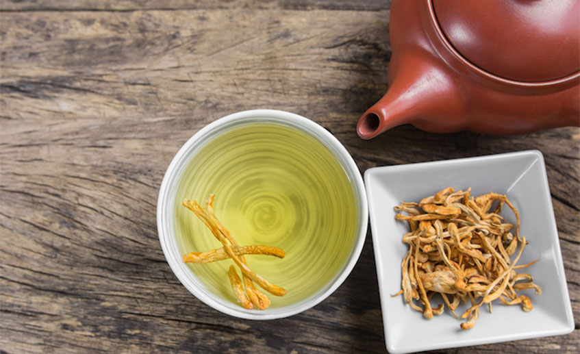 Cordyceps
