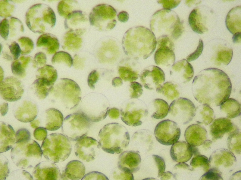 Ky-thuat-nuoi-cay-mo-Protoplast