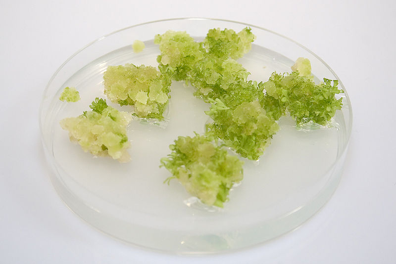 Ky-thuat-nuoi-cay-mo-callus