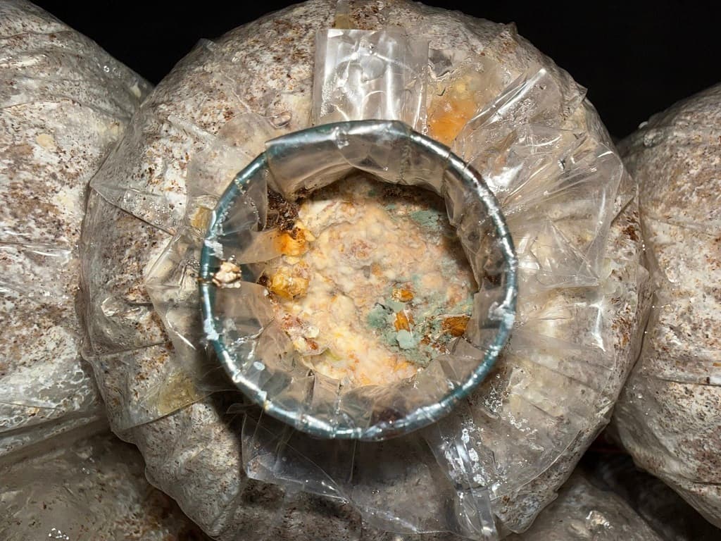 Phoi-nam-bao-ngu-bi-moc-xanh
