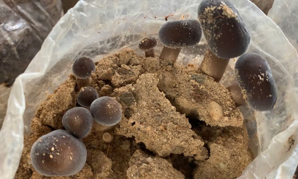 Cach-lam-phoi-nam-moi-den