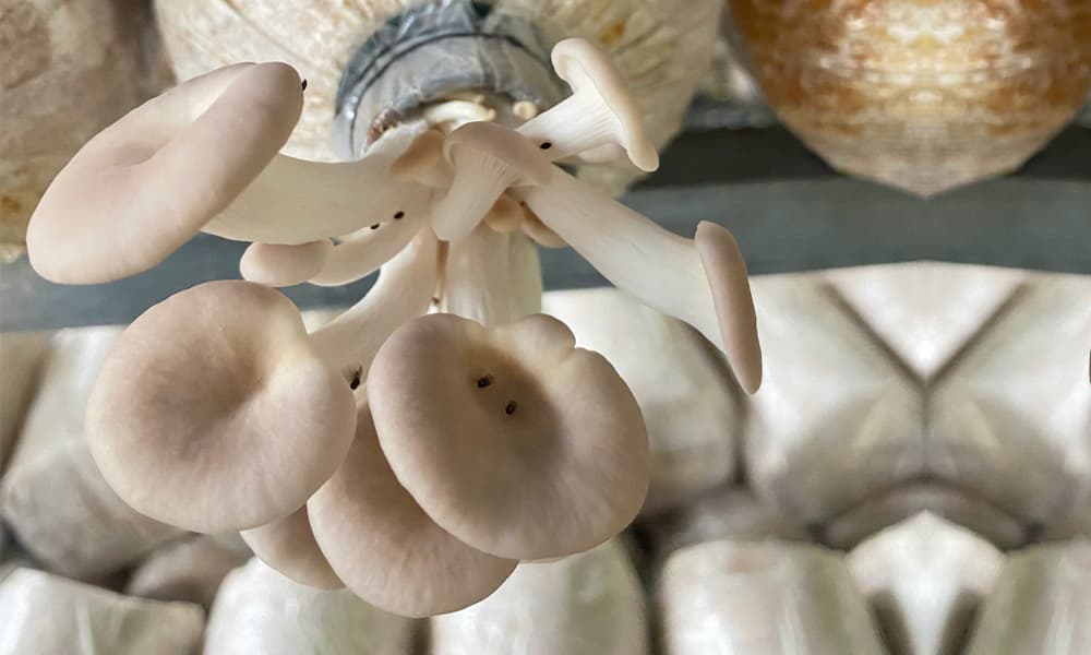 Nam-bao-ngu-Hai-Thuong