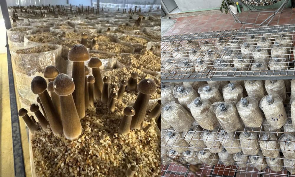 Xep-phoi-nam-moi-len-ke